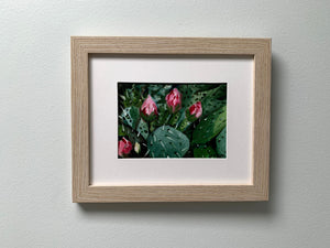 5" x 7" "Growing Through the Thorns" framed Oil on Paper
